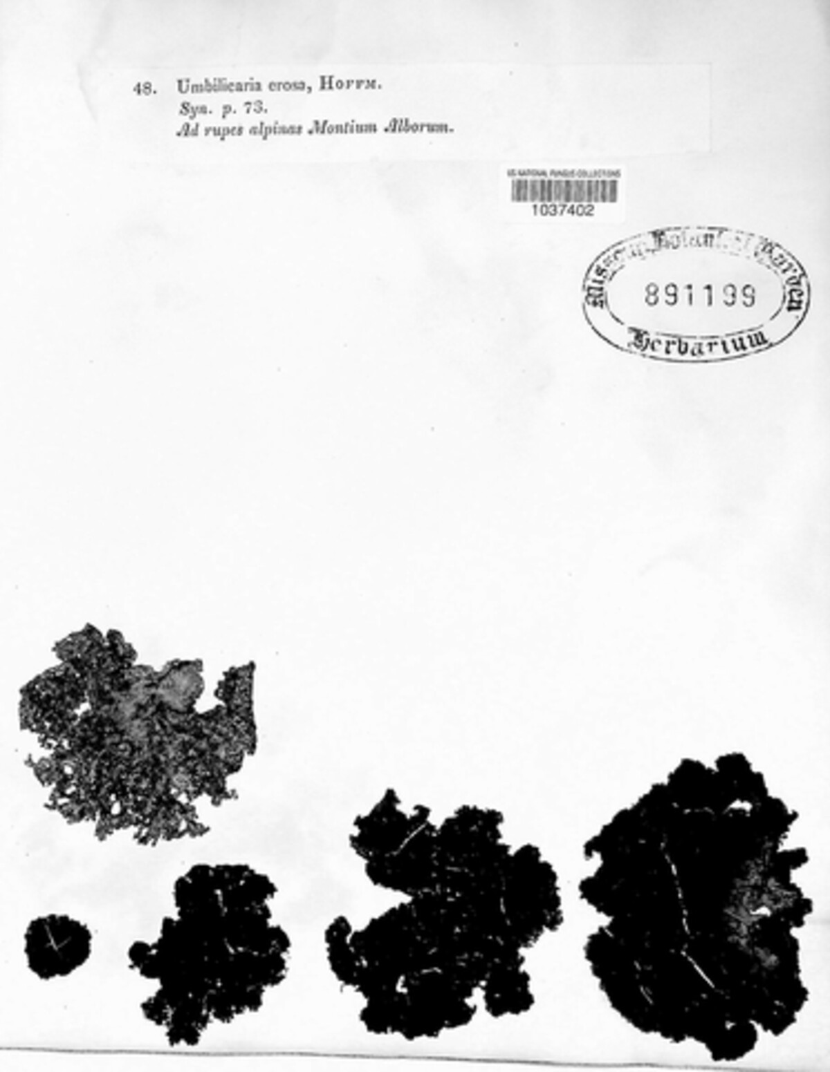 Umbilicaria torrefacta image